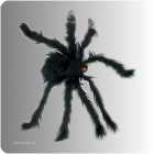 Spinne 